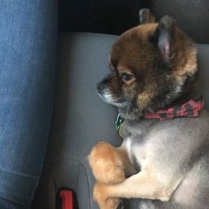 Meet your Posher, Ginger